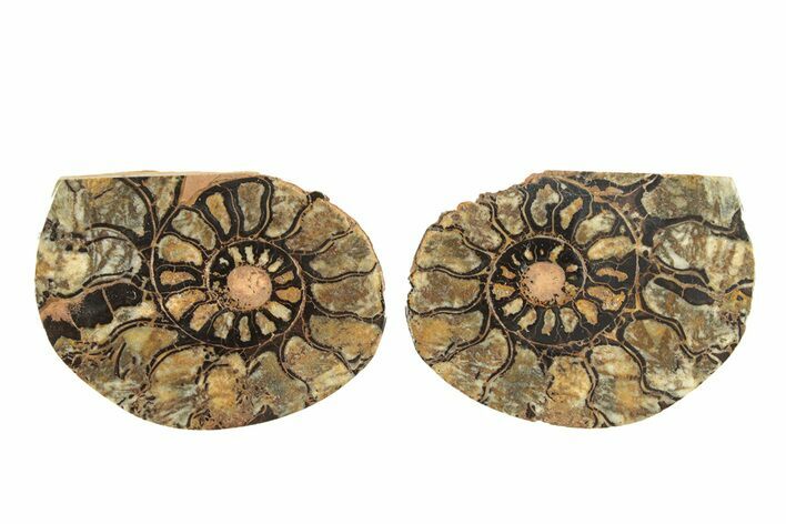 Sliced, Iron Replaced Fossil Ammonite - Morocco #269503